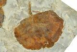 Wide Plate with Two Fossil Leaves (Two Species) - Montana #377870-2